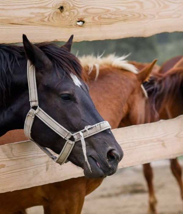 EQUINO_3